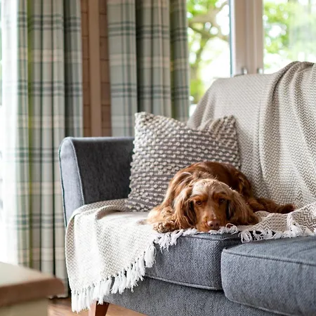 Oystercatcher Riverdale Ripon